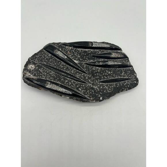 Fossils Orthoceras (???) Plate Plague SQUID, Home Decor 7" x 11"  READ - Picture 6 of 13